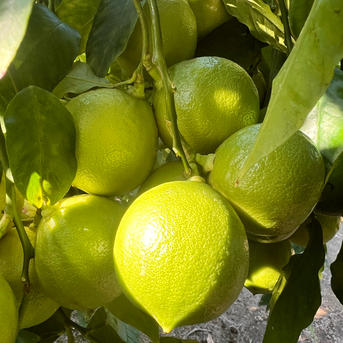 白木果樹園産(国産)ベルガモット 約1kg約7〜12個 | 果物/オレンジ