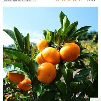 蜂久みかん　家庭用　大きめサイズM〜2L混合 5kg 果物/温州みかん通販