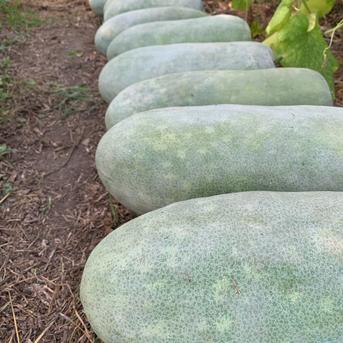 自然栽培】固定種 大玉冬瓜1玉 5kg以上☆農薬・肥料不使用 | 野菜