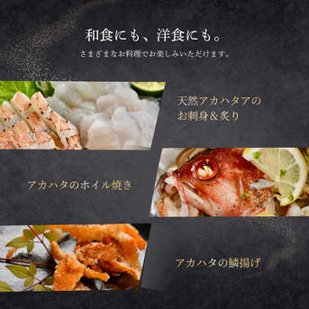 漁師直送！アカハタ　２kg ２㎏　4匹～8匹 魚介類/アカハタ通販