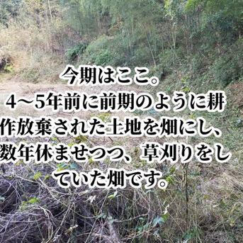 囲い生姜 農薬肥料栽培期間中不使用 露地栽培 熊本県産 2kg | 野菜