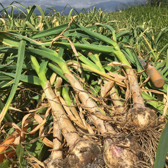 生にんにく大玉5個とにんにくの芽500gと訳あり自然薯1kg 生にんにく大玉5個とにんにくの芽500gと訳あり自然薯1kg 野菜/野菜セット・詰め合わせ通販