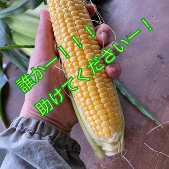 糖度抜群！なのに台風のバカヤロウ🥲西にいけません。。 6本 野菜/とうもろこし通販