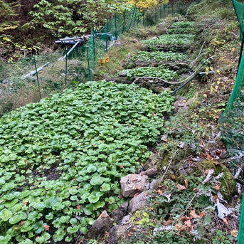朝獲れ】わさびの葉、茎 東京産 ｜ 野菜/薬味 産直アウル 農家・漁師