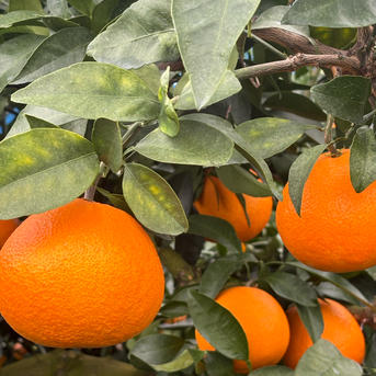 味に自信あり 愛媛のまどんな 化粧箱 7個 ゼリーのような食感 愛果28号 