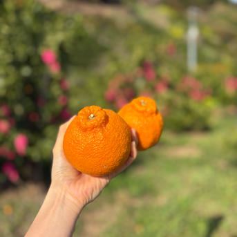 柑橘詰め合わせ 3種 計3kg せとか プリンセス 不知火 食べ比べ 愛媛県