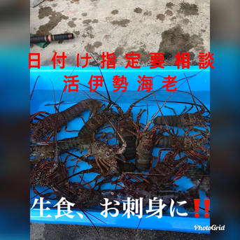 8月予約　訳あり活伊勢海老　小2キロ（12〜16匹） 小2キロ   魚介類/エビ通販