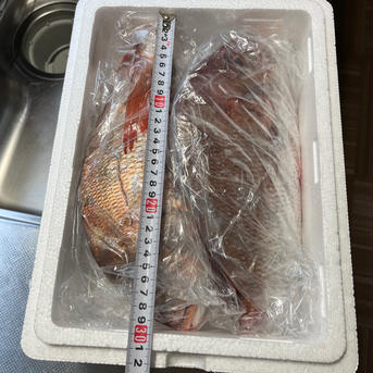 ✨真鯛✨（送料込み）１、５㎏前後🐟️🦀 １、５㎏前後 魚介類/鯛通販