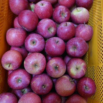 すぐ発送！2箱分超遅もぎ丸かじり葉取らずサンふじ小玉訳あり箱込み6