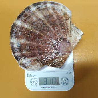 関西地方の方限定! 野付産特大ホタテ 5キロ 魚介類/ホタテ通販