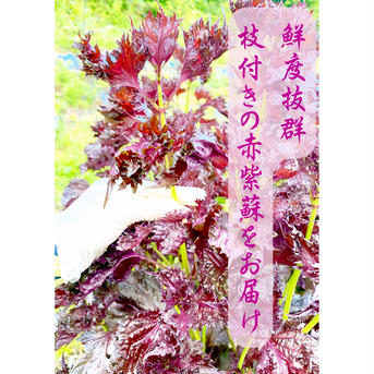 1.5kg【自然栽培】すぐ発送！大好評の赤紫蘇！農薬不使用！朝採り新鮮！再販開始！ 1.5kg 野菜/その他野菜通販