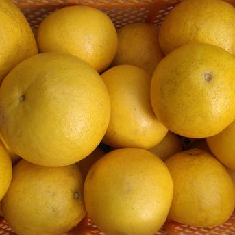 化学合成農薬栽培期間中不使用 土佐文旦 10kg A品（農園独自基準） 3L