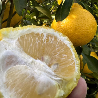 園主おススメ、美味しいはるかみかん 5kg ｜ 果物/オレンジ・その他