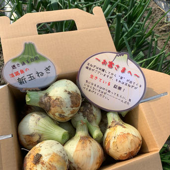 期間限定　新玉ねぎ2kg🧅シャーロットオニオン🧅今が旬 新玉ねぎ約2kg 野菜/玉ねぎ通販