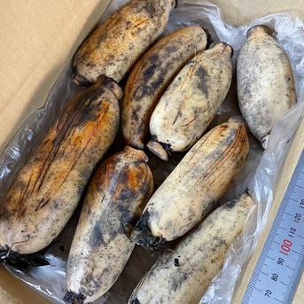 【自然栽培・在来種】神子原れんこん(中)4kg(クール便) 4kg(クール便) 野菜/蓮根通販