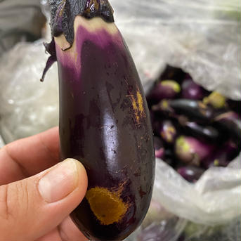 (訳あり、早い者勝ち)傷ナス3点セット　化学肥料、農薬不使用 4kg 野菜/茄子通販
