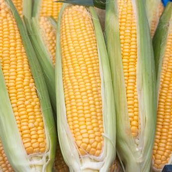 房総エリア収穫！朝どれとうもろこし　10本セット 10本 野菜/とうもろこし通販