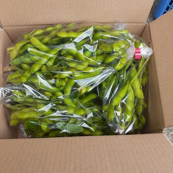 農薬不使用   越後妻有十日町の  枝付き枝豆 枝付き枝豆1袋300g以上x4 野菜/枝豆通販