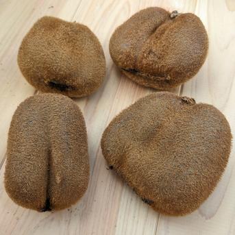 【アウルの日】 キウイフルーツ　香緑（こうりょく）　ちょっと訳アリ品　1.5kg　香川県産 1.5kg（10〜15個くらい） 果物/キウイフルーツ通販