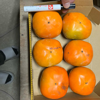 訳あり5kg 自慢の甘さ！《送料無料》◎どんどん出荷中◎【綺麗だけど訳あり商品】サクッとねっとり食感混在　橋本の柿ご家庭用5キロ約20コ入り 5kg 果物/柿通販