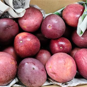 南国鹿児島の太陽をたっぷり浴びた【パッションフルーツ】5kg