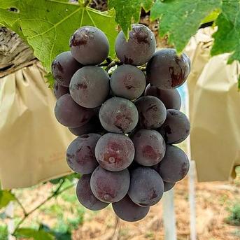 岡山県産ピオーネ2kg（3~5房） ｜ 果物/ぶどう 産直アウル 農家・漁師