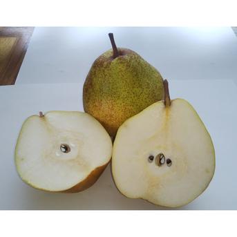 洋梨 シルバーベル 3kg ｜ 果物/梨 産直アウル 農家・漁師など生産者