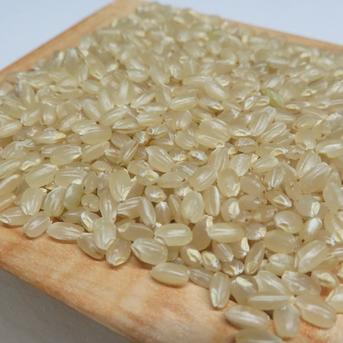 令和７年産『風さやか』玄米10Kg 令和7年産 風さやか 玄米 10kg×1袋 長野県産 米 お米 ごはん ライス 低