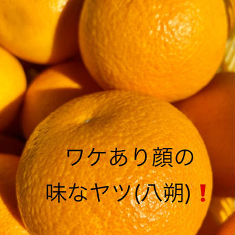 八朔M・10kg 八朔Mサイズ 10kg 果物/オレンジ・その他みかん通販