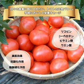 糖度7度以上】季節限定の贅沢トマト「麗月」4K箱 ｜ 野菜/トマト 産直