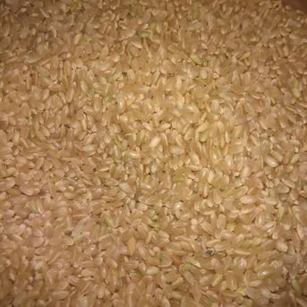 香川県産コシヒカリ ７年産 玄米29kg 令和7年収穫分 香川県産コシヒカリ玄米 ｜ 米・穀物/玄米 産直アウル