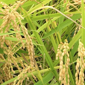 新米 採れたて ひとめぼれ 減農薬栽培 湧き水栽培 ｜ 米・穀物/玄米 