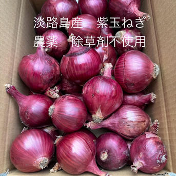 玉ねぎ 育苗中農薬不使用 値下げ 玉ねぎ 育苗中農薬不使用 値下げ 値下げ 育苗中農薬不使用 玉ねぎ 小苗
