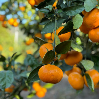 みかん屋🍊太陽と海【輝みかん】早生（5.0k入） 5.0k 果物/温州みかん通販
