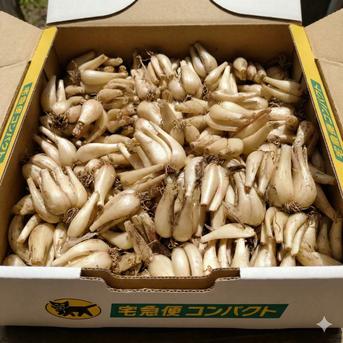 農薬不使用(栽培期間中) 素材の栄養丸ごと 根付きらっきょう 1kg 土