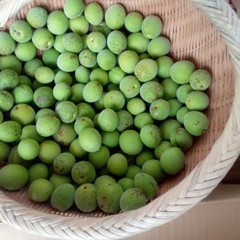 まる様専用 新鮮な青梅 大容量セット 22キロ 無農薬梅（梅干し・梅酒