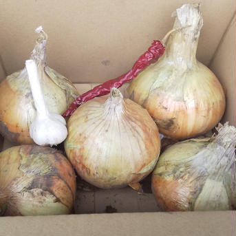 オマケつき！玉ねぎ約２kg ～2kg 野菜/玉ねぎ通販