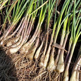 当日収穫】土付きらっきょう 1kg｜栽培期間中農薬不使用｜宮城県産