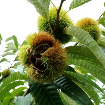 茨城のうまい栗（利平）約1kg 約1kg 果物/栗通販