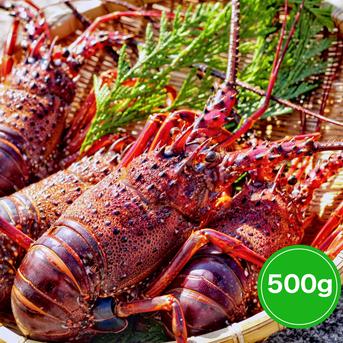 【SALE】２日間限定！500円OFFでお得な 伊勢エビお試しセット（500g） 500g（1〜２匹） 魚介類/エビ通販