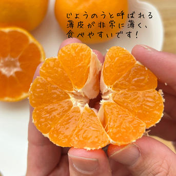 上野早生 箱込み3キロMサイズ 家庭用 有田みかん 低農薬 極早生 | 果物