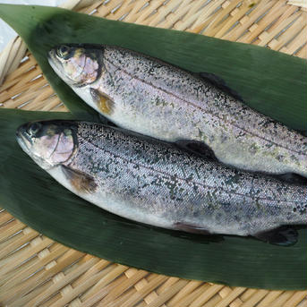 [虹鱒 ]ニジマス 10尾入 (21cmサイズ)冷凍【2箱セット（20尾）】 20尾（21㎝ｻｲｽﾞ） 魚介類/川魚通販