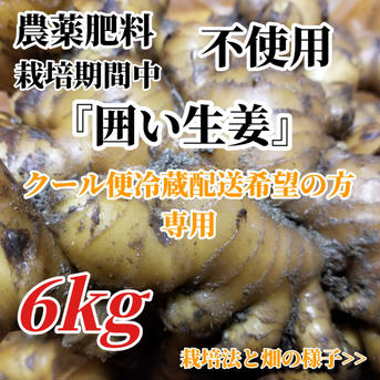 囲い生姜 農薬肥料栽培期間中不使用 露地栽培 熊本県産　クール便冷蔵配送 6kg強 野菜/薬味通販