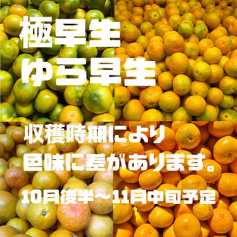 10kg】温州みかん 糖度掲載中 アウル大賞 ｜ 果物/温州みかん 産直