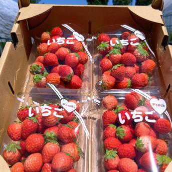 コロコロちびイチゴ！規格外特価！2箱2キロ以上！夏秋いちご すず