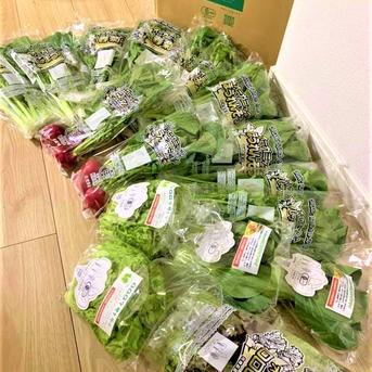 有機JAS葉物野菜セット7種類×2P 動物性不使用/植物性育ち ｜ 野菜
