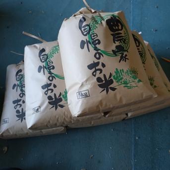 宮崎県産の2025年新米無洗米コシヒカリ20kg コシヒカリ20kg 米・穀物/無洗米通販