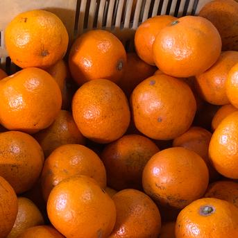 130ブランドみかん 高知産 山北みかん10kg 特産 産地直送 蜜柑 送料無料 楽天市場】【送料無料】☆小粒みかん☆高知産 山北みかん2Sサイズ10kg