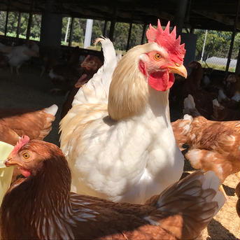 【酵母・平飼い卵30個】酵母を与えて育った平飼いたまご（元気たまご）30個 30個（10個入り紙パックで3つ） 卵/鶏卵通販