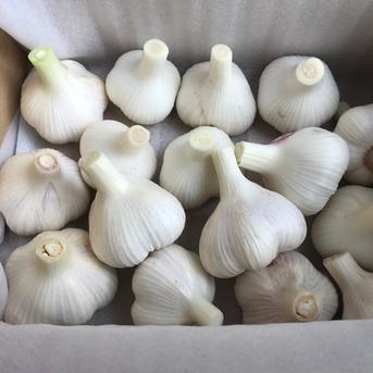 (Sサイズ)フレッシュなままお届け！　生ニンニク Sサイズ　1キロ 野菜/にんにく通販